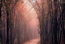 沃尔夫斯堡凭借进攻火力获得胜利