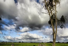 尼斯将迎战欧塞尔，备战压力山大